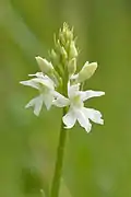 Dactylorhiza fuchsii var. alba