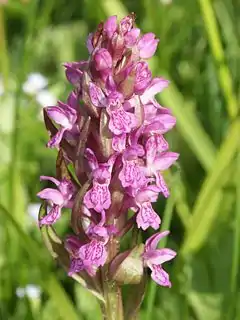 Symphony of the Early Marsh Orchid (no 33, 2017)