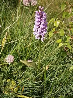 fleur de Dactylorhiza maculata ou d'Orchis tacheté