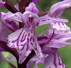 Labelle tacheté et trilobé de Dactylorhiza maculata