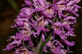 Fleurs d'Orchis tacheté.