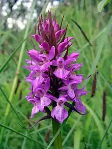 Orchis négligé