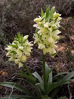 Description de l'image Dactylorhiza romana mount Hermon.jpg.