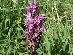 Orchis de Traunsteiner