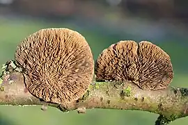 Dochmiopus sp. Résupiné avec les lames vers le haut