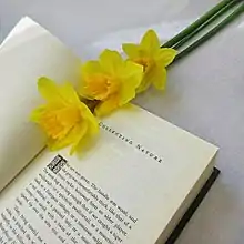 Une fleur jaune sur un livre ouvert.