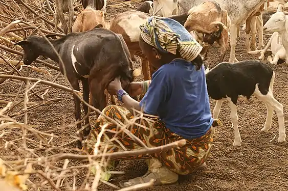 Traite à la main dans un village peul de Dagana, au Sénégal.