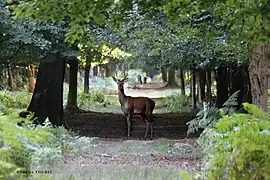 Jeune cerf avec sa première ramure.