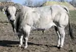 taureau musculeux gris argent à garrot proéminent plus foncé, en plein air.