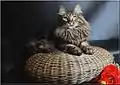 Angora turc brown blotched tabby