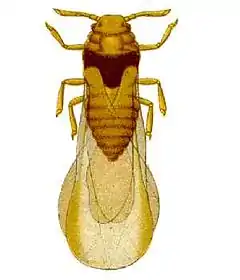 Dessin d'un insecte beige. Ses ailes sont regroupées à l'arrière de son corps.