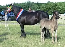 Une ponette noire tenue en main et présentée de profil gauche arbore de nombreux rubans multicolores, signe de récompenses; son poulain est également tenu en main à ses côtés, l'air plutôt inquiet.