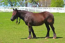 Dans un paddock en herbe équipé de barrières blanches, un poney noir portant des tresses à la crinière présente son profil gauche et regarde l'horizon.