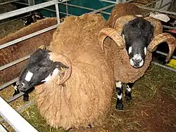 Moutons dalesbred.