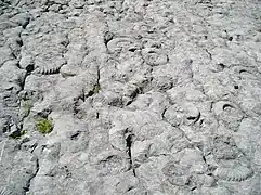 Dalle à ammonites.