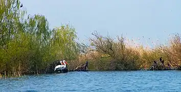 Pélican et grand cormoran dans le delta.