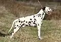 Un dalmatien tacheté marron (foie).