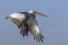 Un jeune pélican frisé en vol dans le delta du Danube, Roumanie. Août 2022.