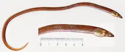 Dalophis imberbis