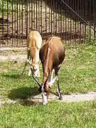 Femelle et jeune au zoo de Prague