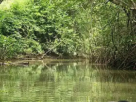 Mangrove de l'île Damas