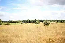 Photographie en couleurs d'un terrain inculte couvert de végétation basse et d'arbustes épars.