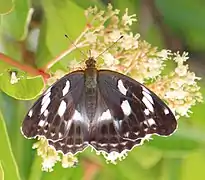 Argynnis sagana