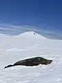 Phoque de Weddell endormi sur la neige à la Pointe Damoy
