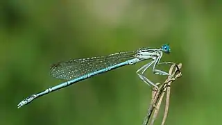 Platycnemis pennipes (Platycnemididae).