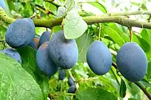 Fruits ovales, bleu foncé tirant sur le violet, dans un arbre