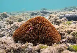 Corail-champignon hirsute (Danafungia horrida)