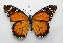 Danaus cleophile