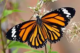 Description de l'image Danaus genutia dorsal view 20141108.jpg.