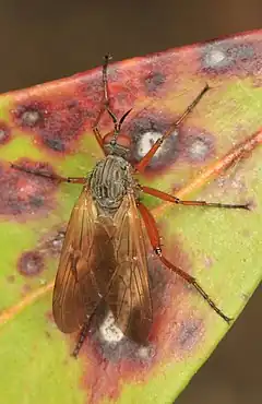Description de l'image Dance Fly - Empis spectabilis, Prince William Forest Park, Triangle, Virginia.jpg.