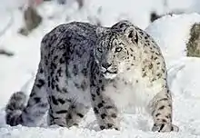 Photographie d'un léopard des neiges dans son habitat naturel enneigé, ses tâches sur le pelage permettnt de le différencier des autres léopards