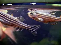 Danio rerio