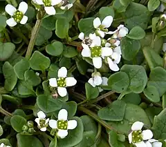 Description de l'image Danish Scurvygrass - Cochlearia danica (24539630987).jpg.