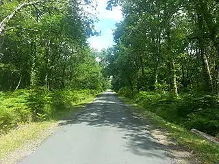 Forêt des Landessur la D 53 vers Canenx.