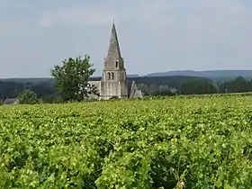 Image illustrative de l’article Saumur-champigny