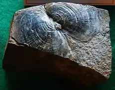 Fossile de Daonella moussoni (Posidoniidae)