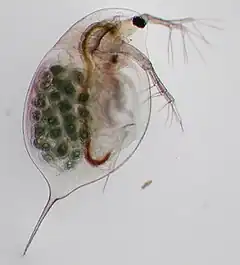 Daphnia longispina (gravide).