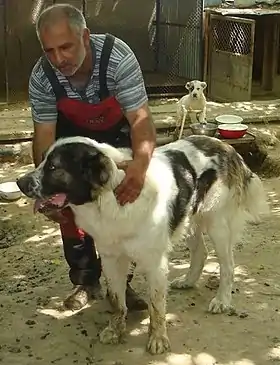 Chien de berger d'Asie centrale.