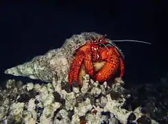 Bernard-l'ermite à points blancs (Dardanus megistos)