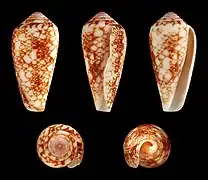 Conus omaria