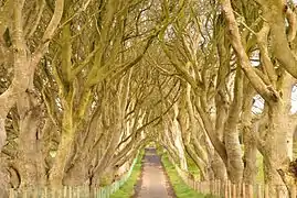 La route quittant Port-Réal est appelée « The Dark Edge » et située en Irlande du Nord.