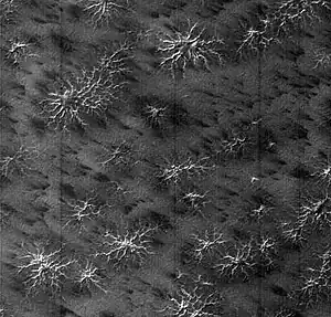 Vue de la MOC de MGS montrant un champ de formations « en araignée » sur une coûte de glace carbonique localement opacifiée par du givre de CO2.