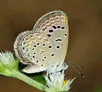 Zizeeria karsandra.