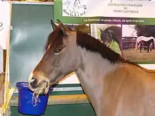 Photo d'un poney Dartmoor au salon international de l'agriculture 2010.