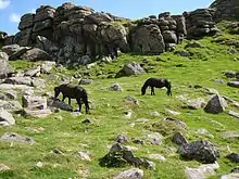 Un poney de race Dartmoor à la robe alezane granitée, ou aubère.