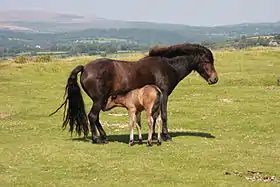 Jument Dartmoor et son poulain, en semi-liberté